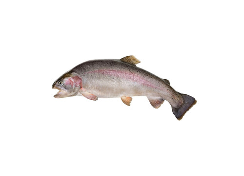 Заказать «Форель карельская охлажденная 3.5кг» за 1950 руб. 1000 г. в Москве