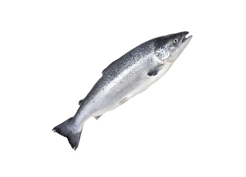 Заказать «Семга мурманская охлажденная 4кг» за 1890 руб. 1000 г. в Москве