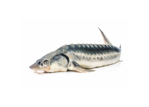 Заказать «Белуга охлажденная» за 2700 руб. 1000 г. в Москве