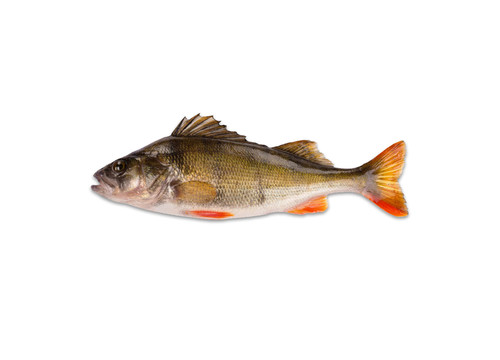 Заказать «Окунь охлажденный» за 550 руб. 1000 г. в Москве