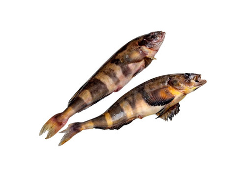 Заказать «Терпуг см» за 690 руб. 1000 г. в Москве