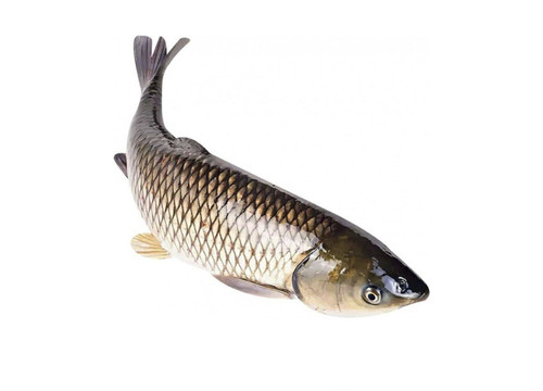 Заказать «Белый амур охлажденный» за 700 руб. 1000 г. в Москве