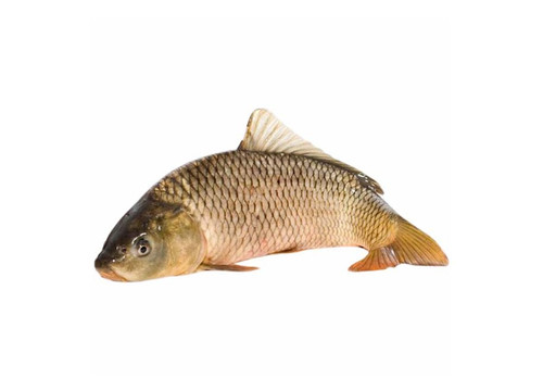 Заказать «Карп охлажденный 2кг» за 550 руб. 1000 г. в Москве