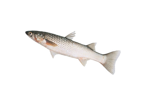 Заказать «Кефаль охлажденная» за 700 руб. 1000 г. в Москве