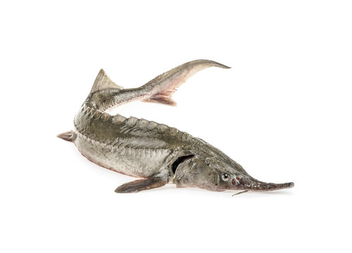 Заказать «Стерлядь охлажденная» за 2700 руб. 1000 г. в Москве