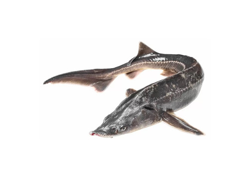 Заказать «Осетр охлажденный» за 3500 руб. 1000 г. в Москве